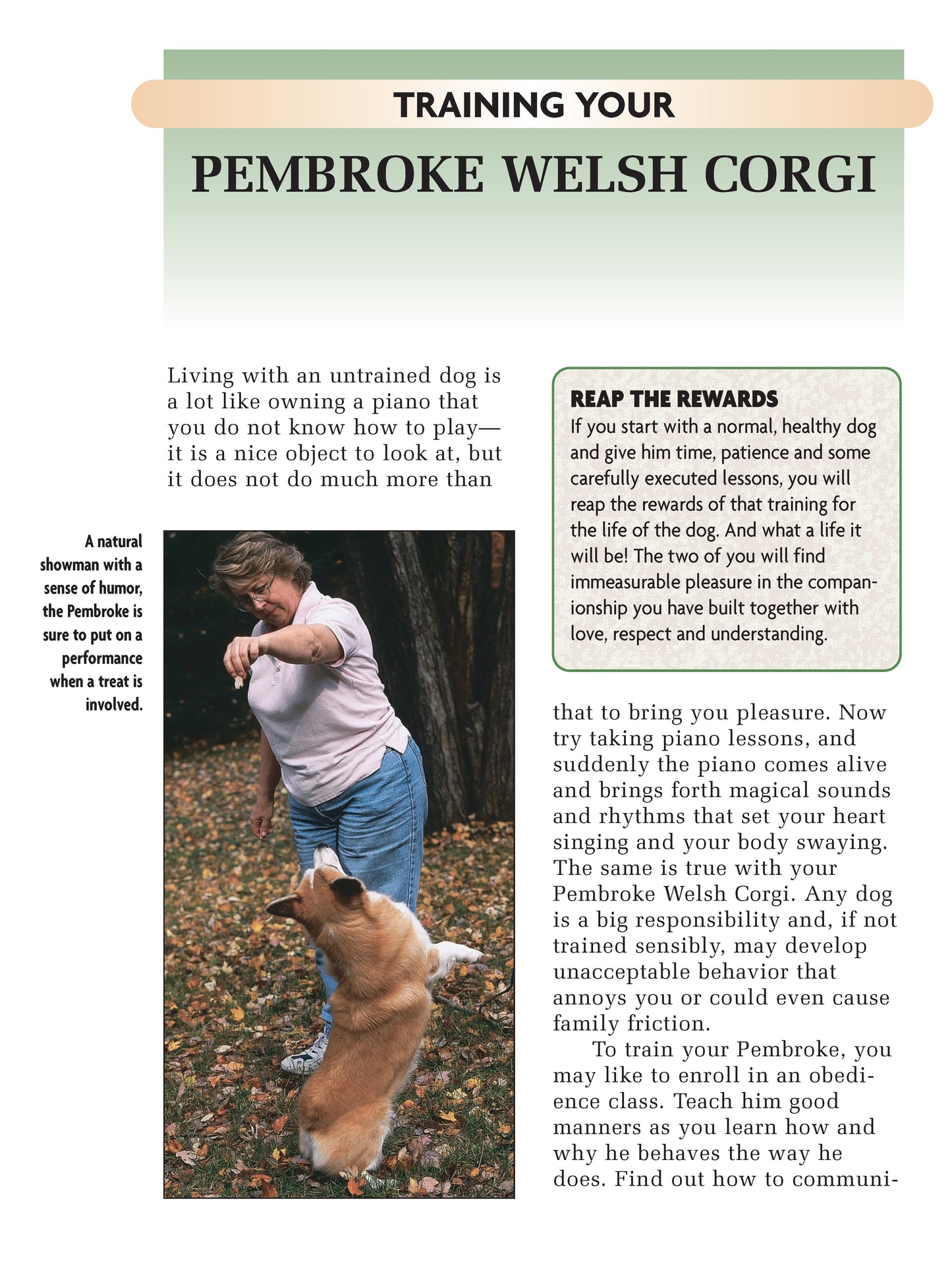 Pembroke Welsh Corgi (SC)