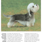 Dandie Dinmont Terrier