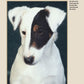 Fox Terrier