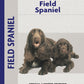 Field Spaniel