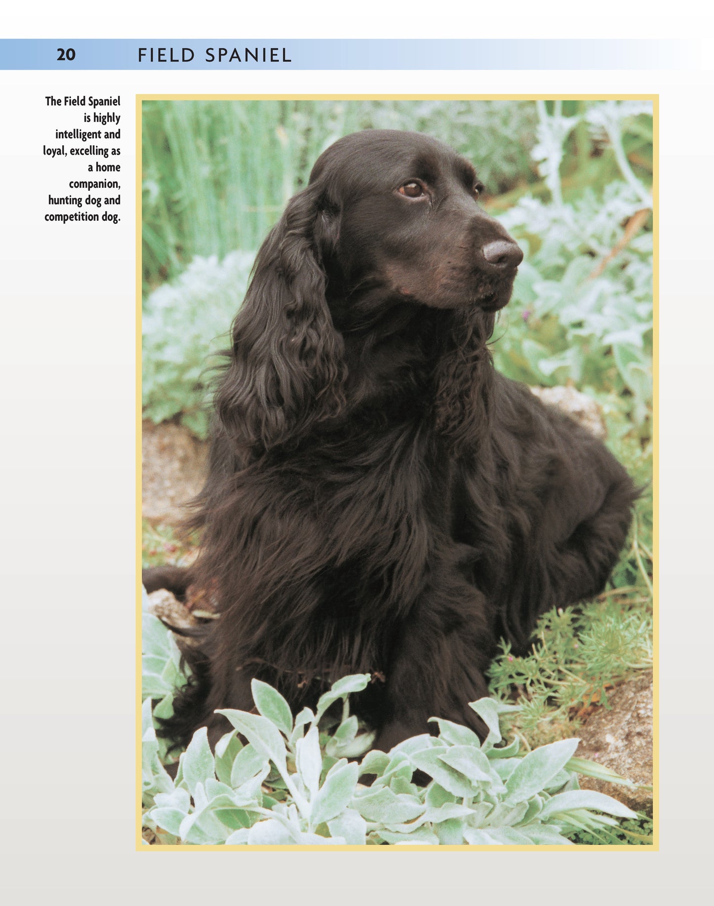 Field Spaniel