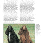 Field Spaniel