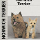 Norwich Terrier