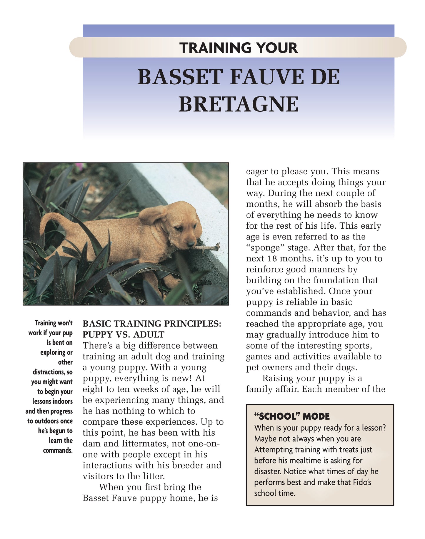 Basset Fauve De Bretagne