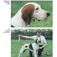 English Foxhound