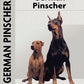 German Pinscher