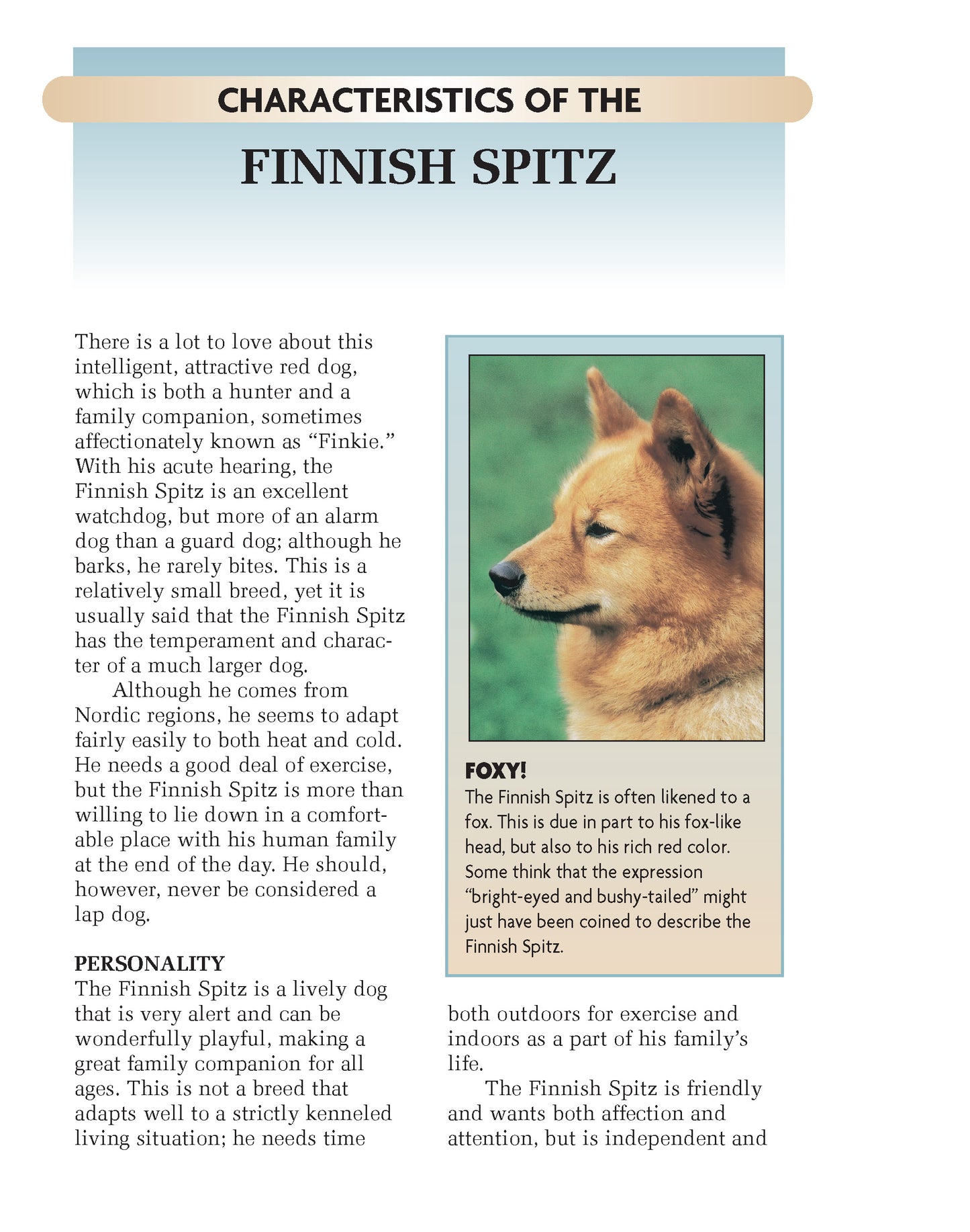 Finnish Spitz
