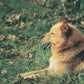 Finnish Spitz