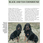 Black and Tan Coonhound