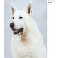 White Shepherd