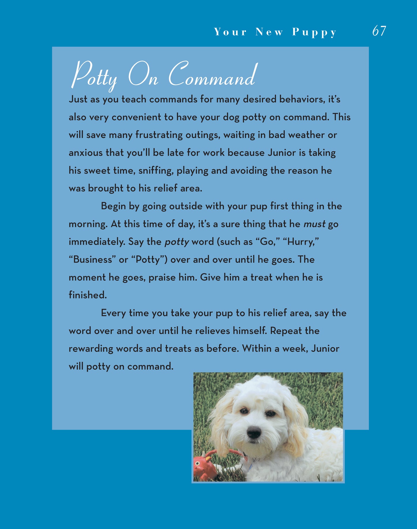 Cockapoo – Fox Chapel Publishing Co.