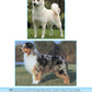 Solving the Mysteries of Breed Type - Fox Chapel Publishing Co.