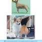 Solving the Mysteries of Breed Type - Fox Chapel Publishing Co.