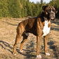 Boxer