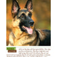 German Shepherd Dog