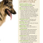 German Shepherd Dog