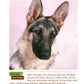 German Shepherd Dog