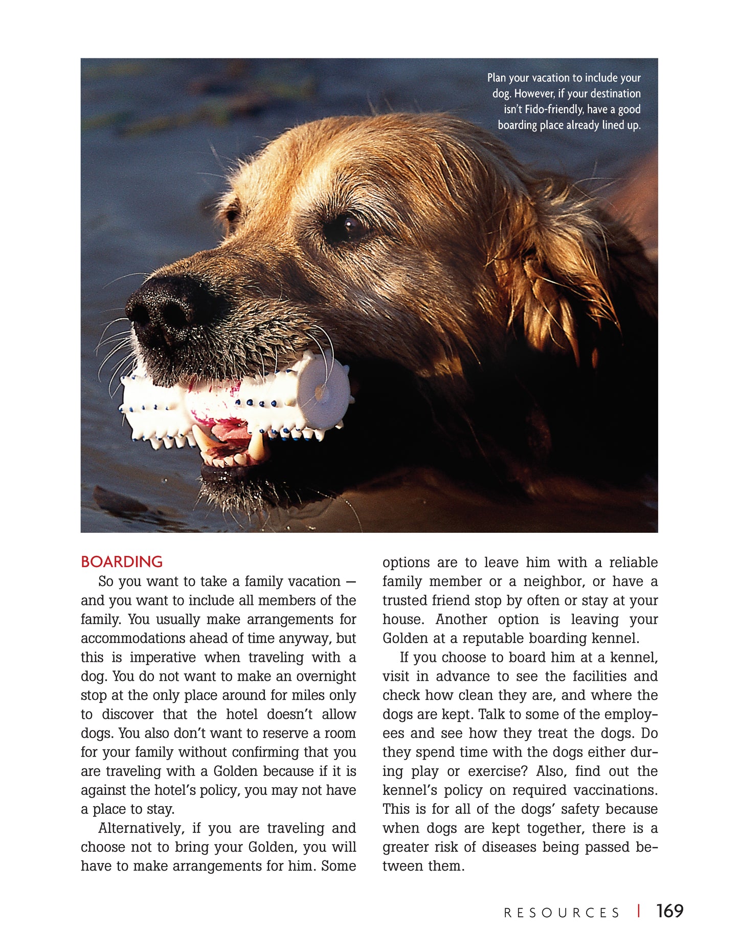 Golden Retriever