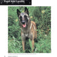 Dog Heroes of September 11th
