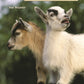 Mini Goats