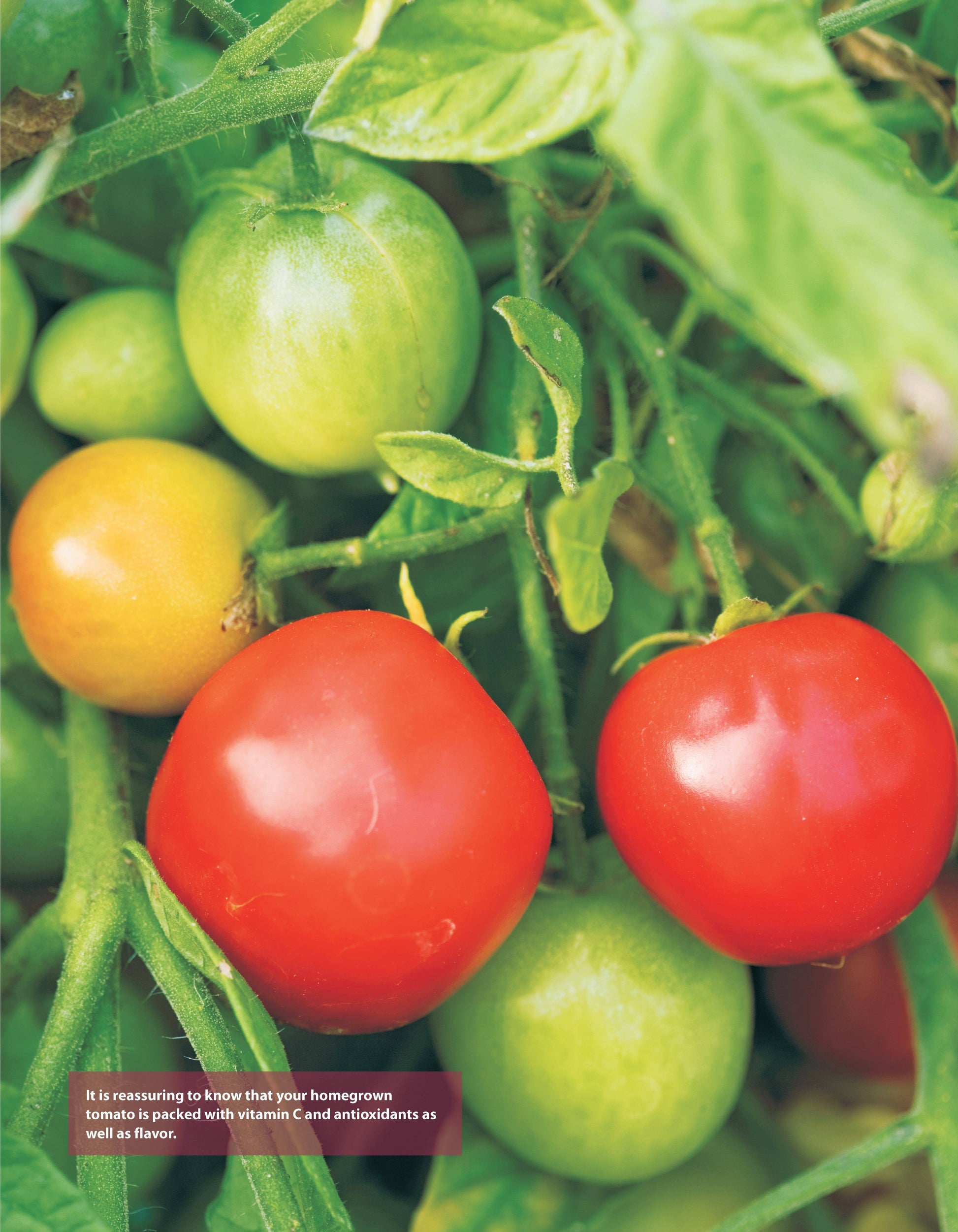 Low-Maintenance Vegetable Gardening - Fox Chapel Publishing Co.