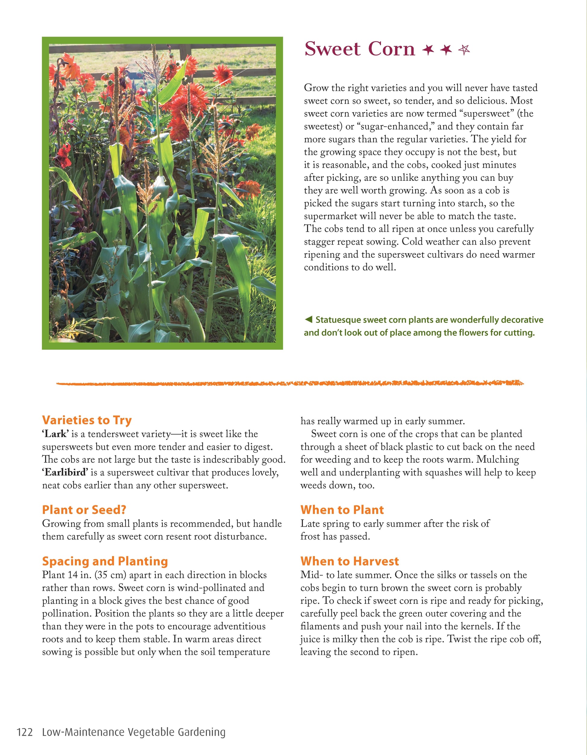 Low-Maintenance Vegetable Gardening - Fox Chapel Publishing Co.