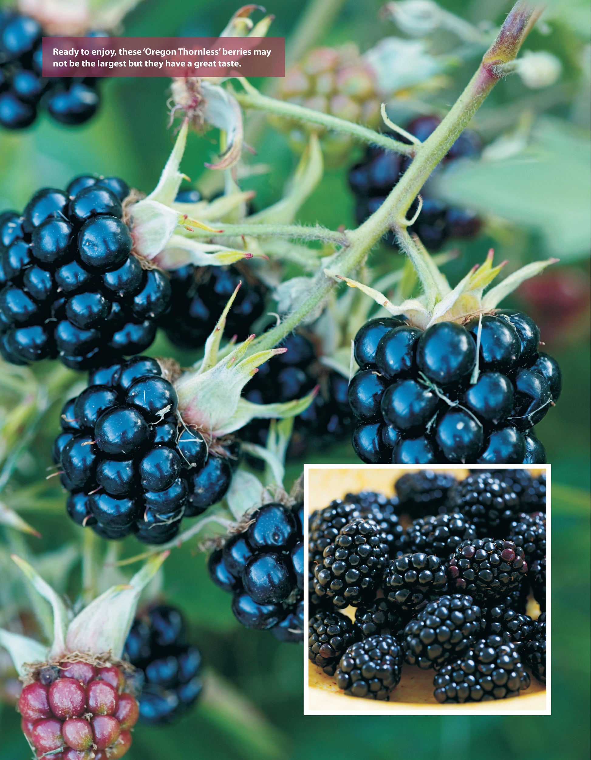 Low-Maintenance Vegetable Gardening - Fox Chapel Publishing Co.