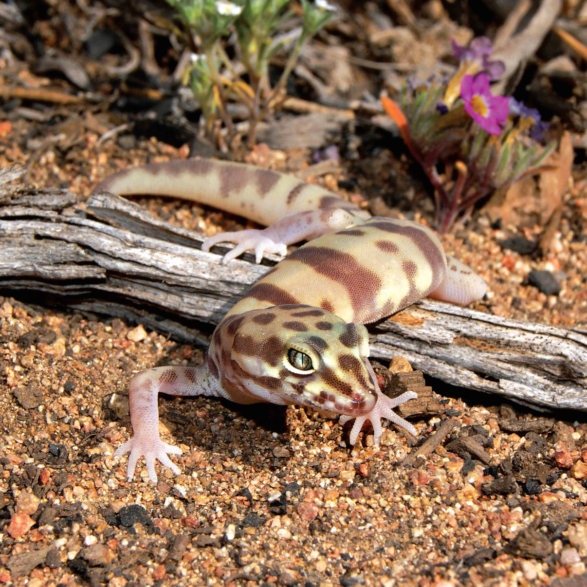 The Leopard Gecko Manual | Fox Chapel Publishing Co.