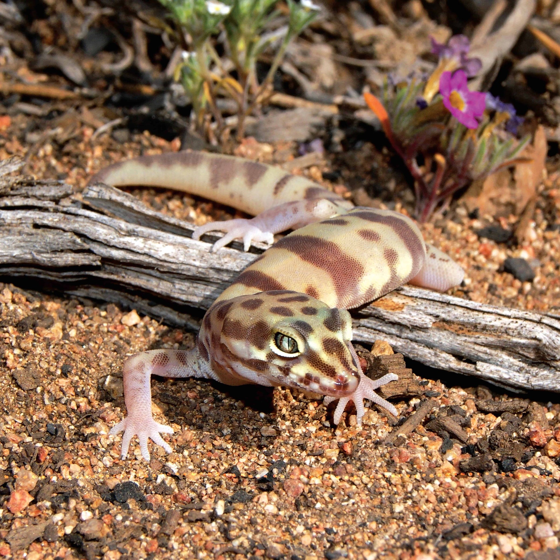 The Leopard Gecko Manual - Fox Chapel Publishing Co.