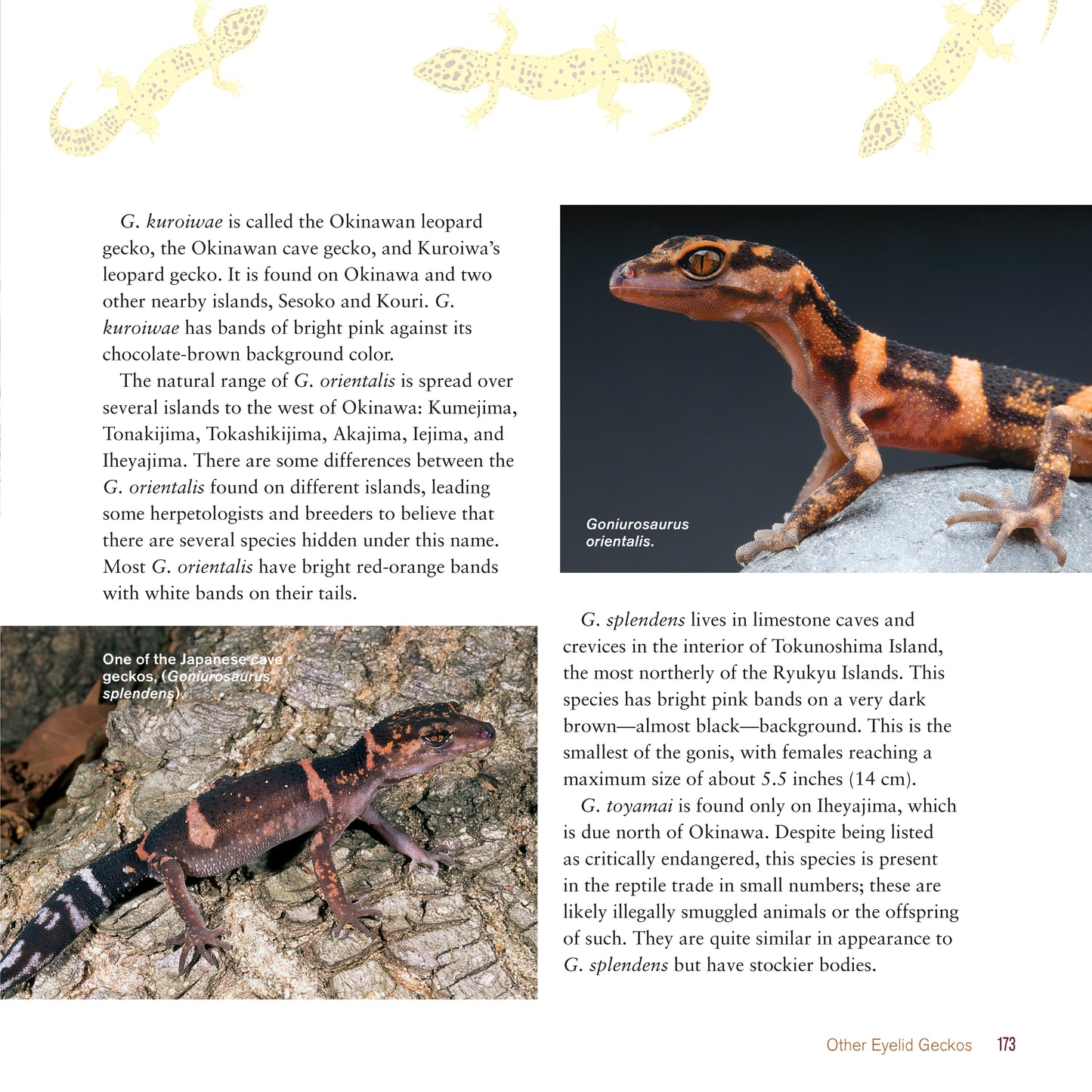 The Leopard Gecko Manual