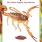 Scorpions (Advanced Vivarium Systems)