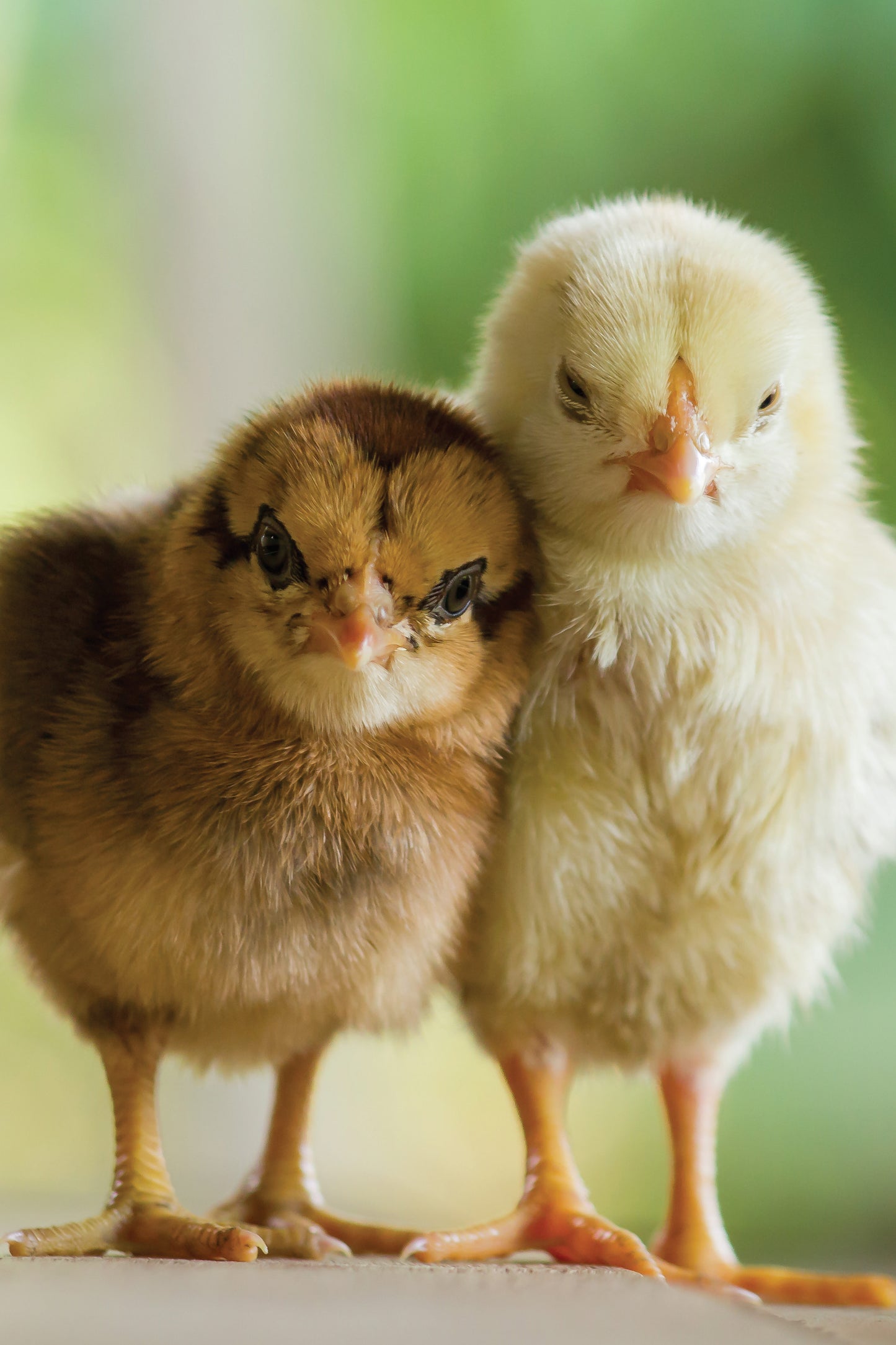 Hen and the Art of Chicken Maintenance