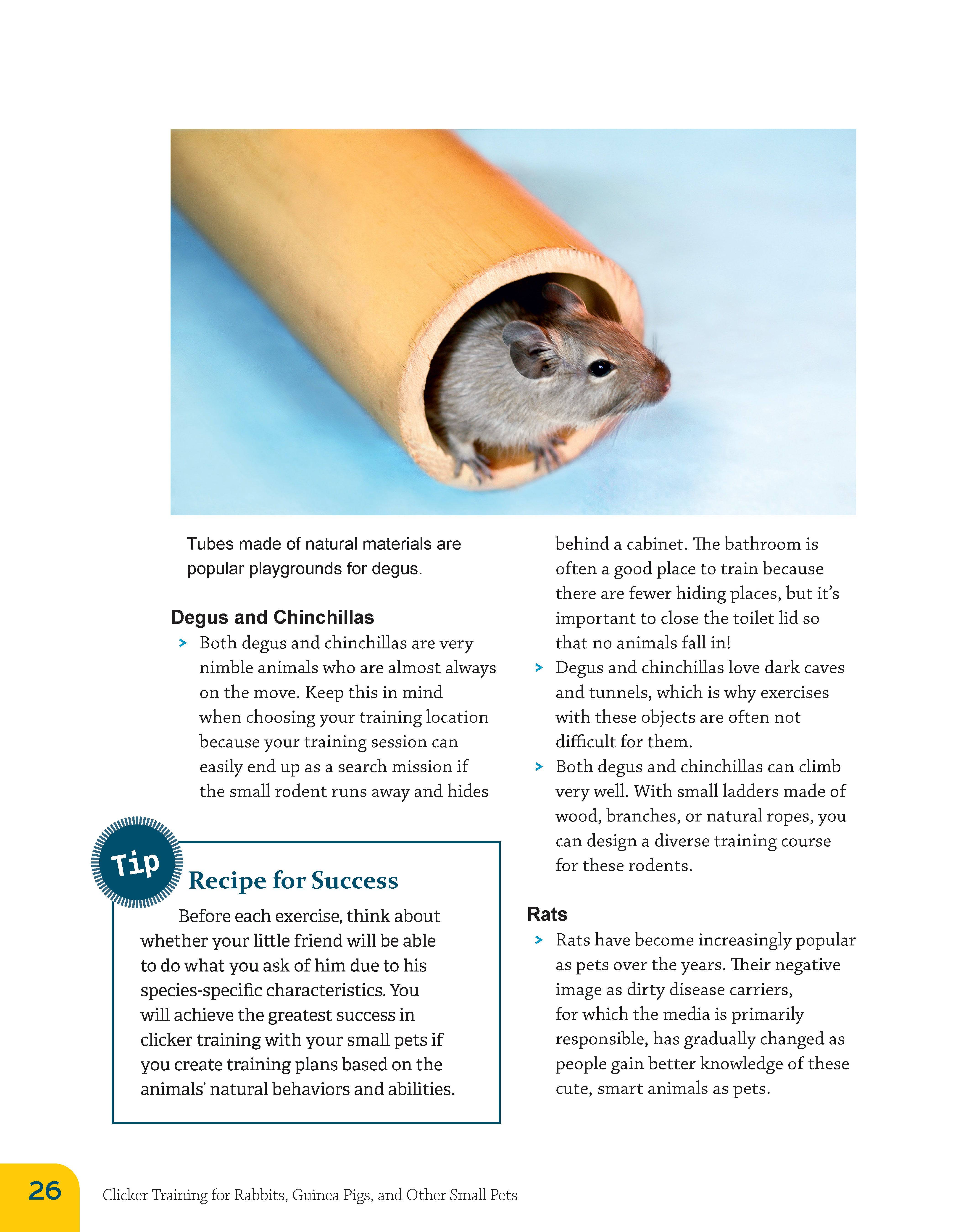 Clicker Training for Rabbits, Guinea Pigs, and Other Small Pets – Fox ...