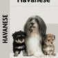 Havanese