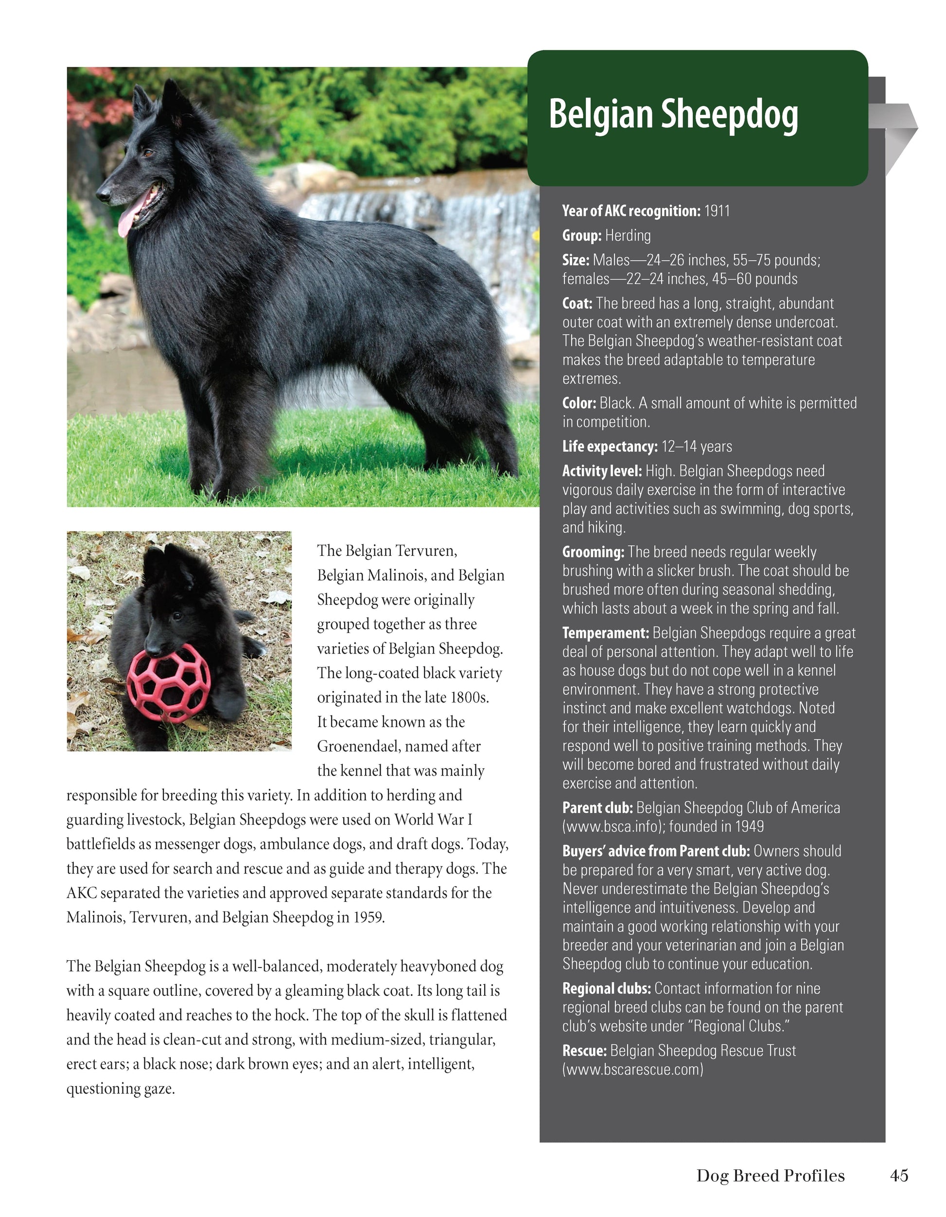 Belgian Sheepdog Belgian Tervuren Adoption Photographic Print