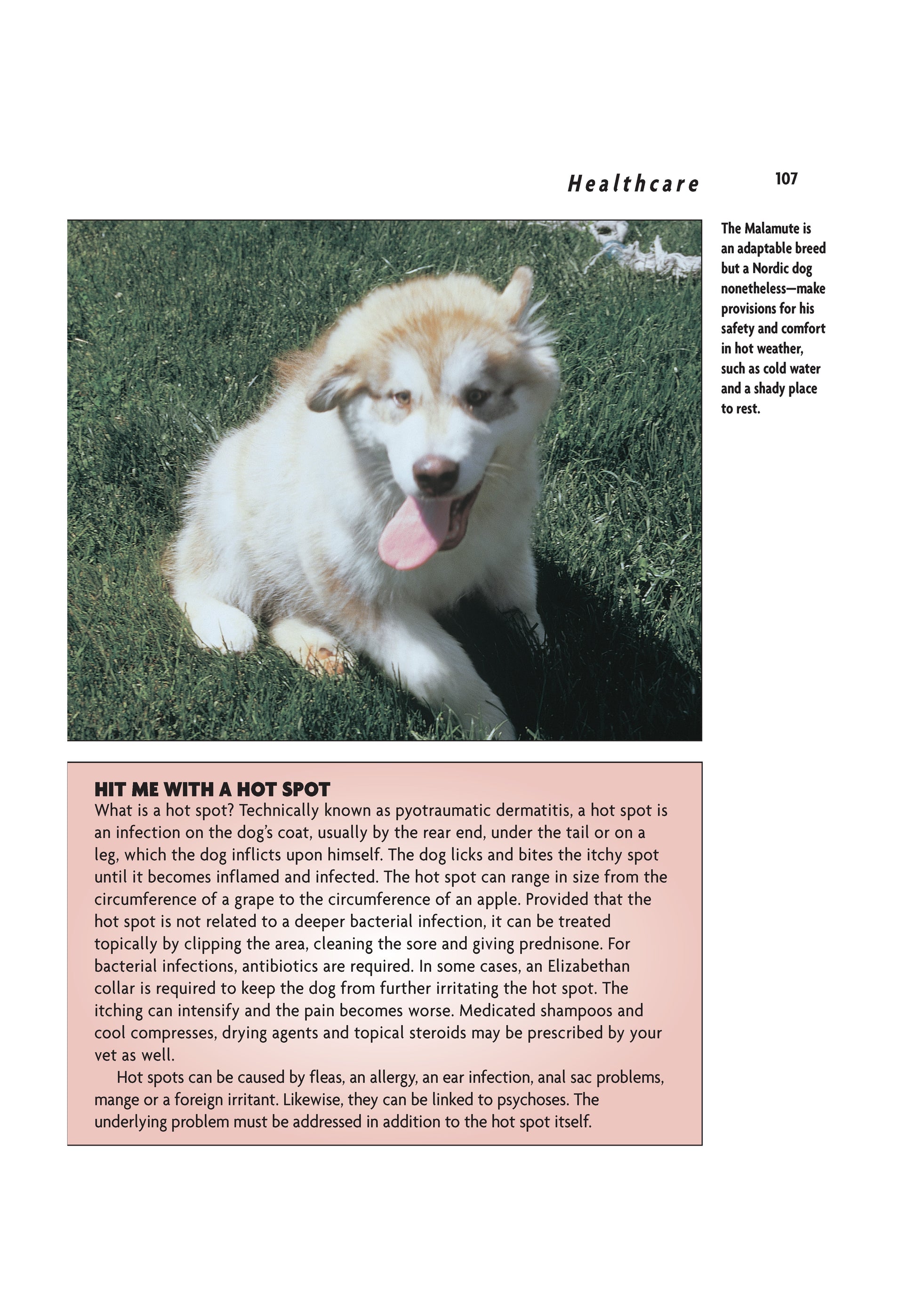 Alaskan Malamute (Comprehensive Owner's Guide) - Fox Chapel Publishing Co.