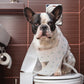 The Ultimate Guide to Dog Care