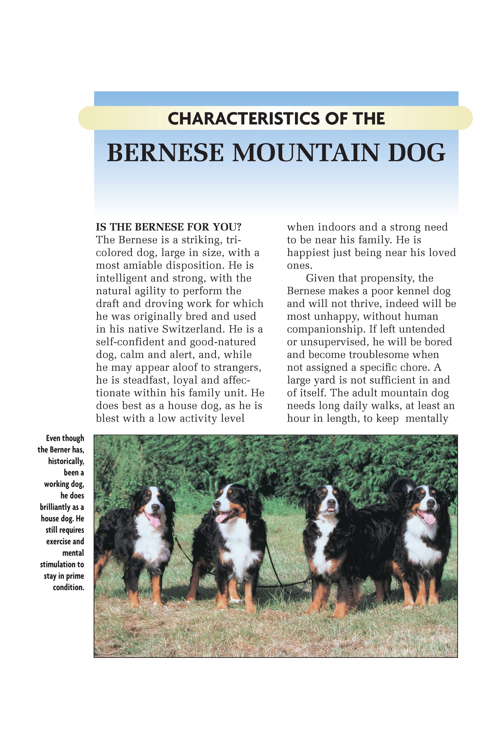 Bernese Mountain Dog (Comprehensive Owner's Guide) - Fox Chapel Publishing Co.