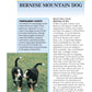 Bernese Mountain Dog (Comprehensive Owner's Guide)