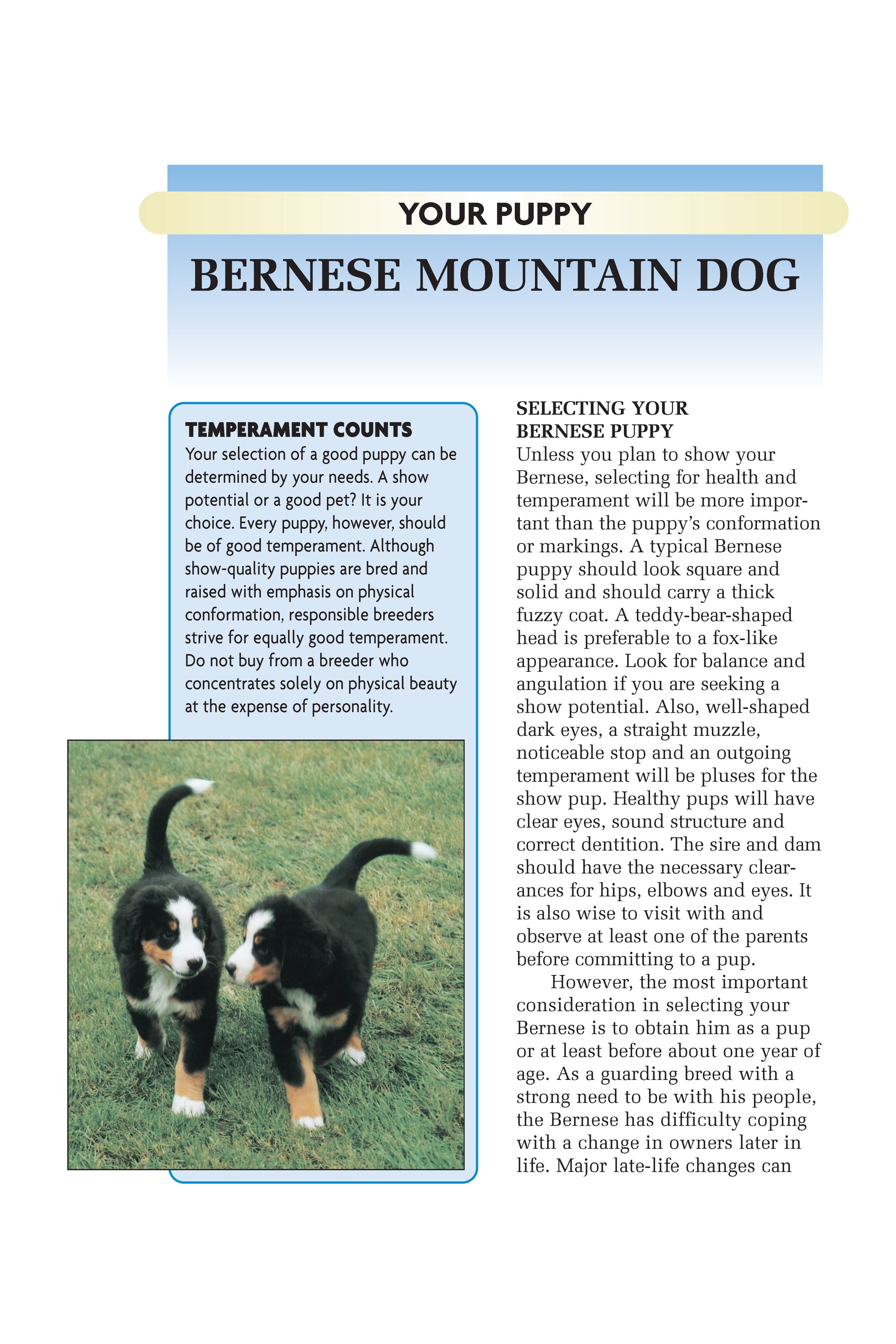 Bernese Mountain Dog (Comprehensive Owner's Guide) - Fox Chapel Publishing Co.