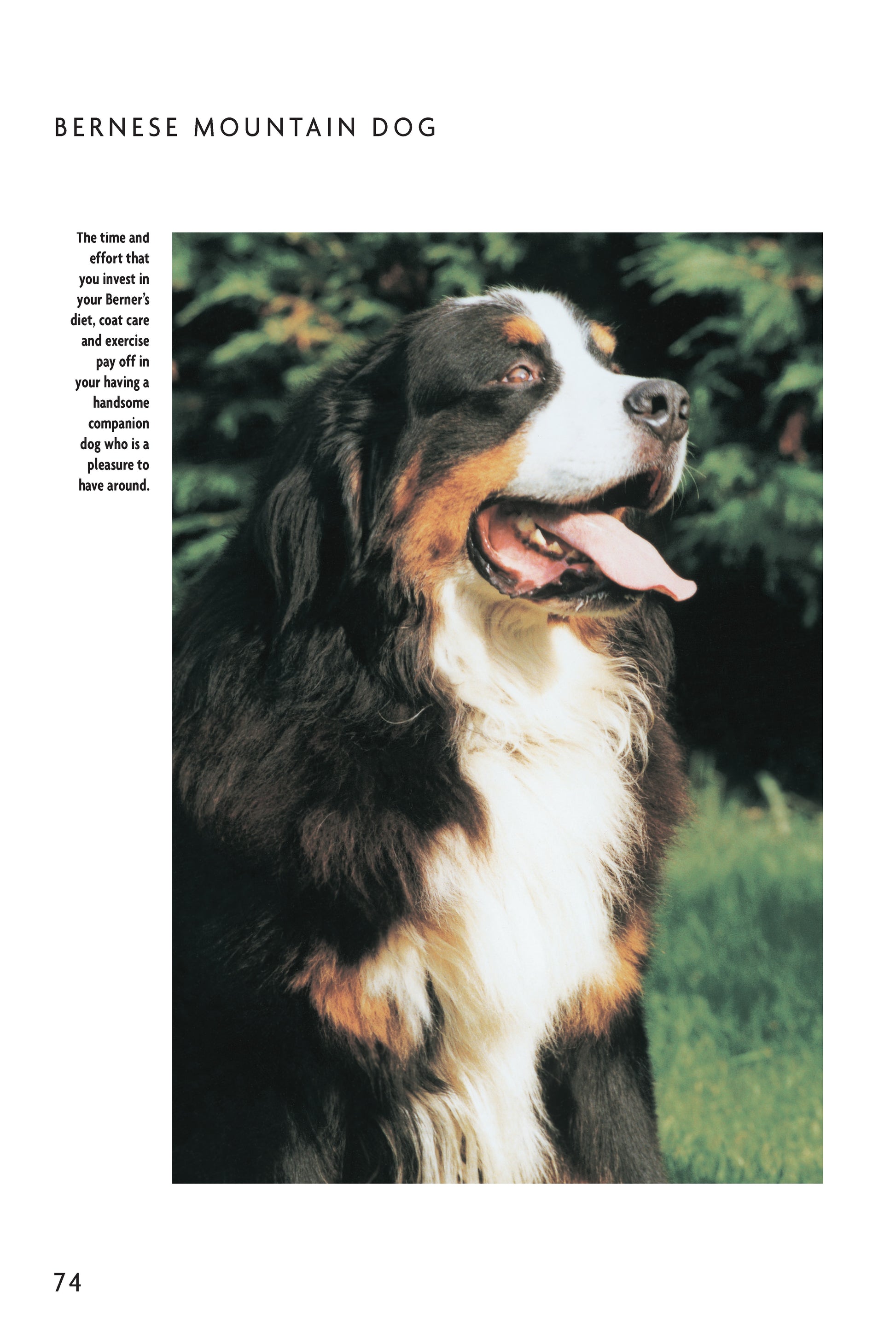 Bernese Mountain Dog (Comprehensive Owner's Guide) - Fox Chapel Publishing Co.