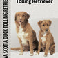 Nova Scotia Duck Tolling Retriever (Comprehensive Owner's Guide)