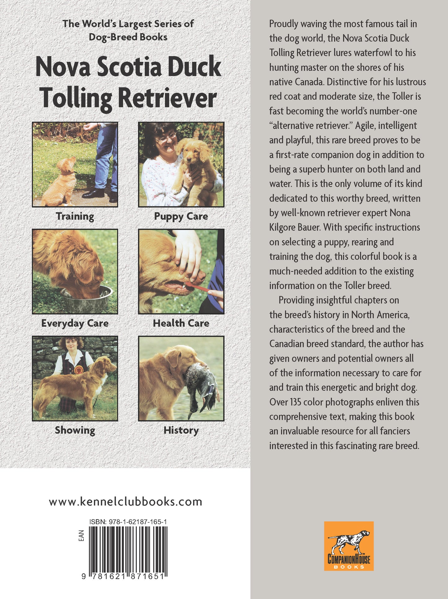 Nova Scotia Duck Tolling Retriever