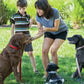 Ultimate Guide to Dog Training