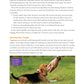 Ultimate Guide to Dog Training