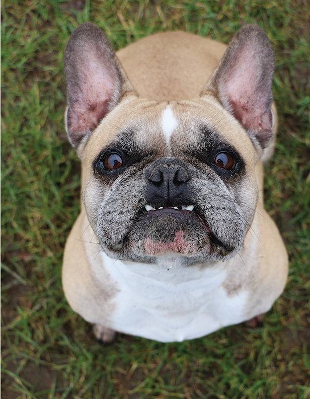 Positive Training for Aggressive and Reactive Dogs - Fox Chapel Publishing Co.