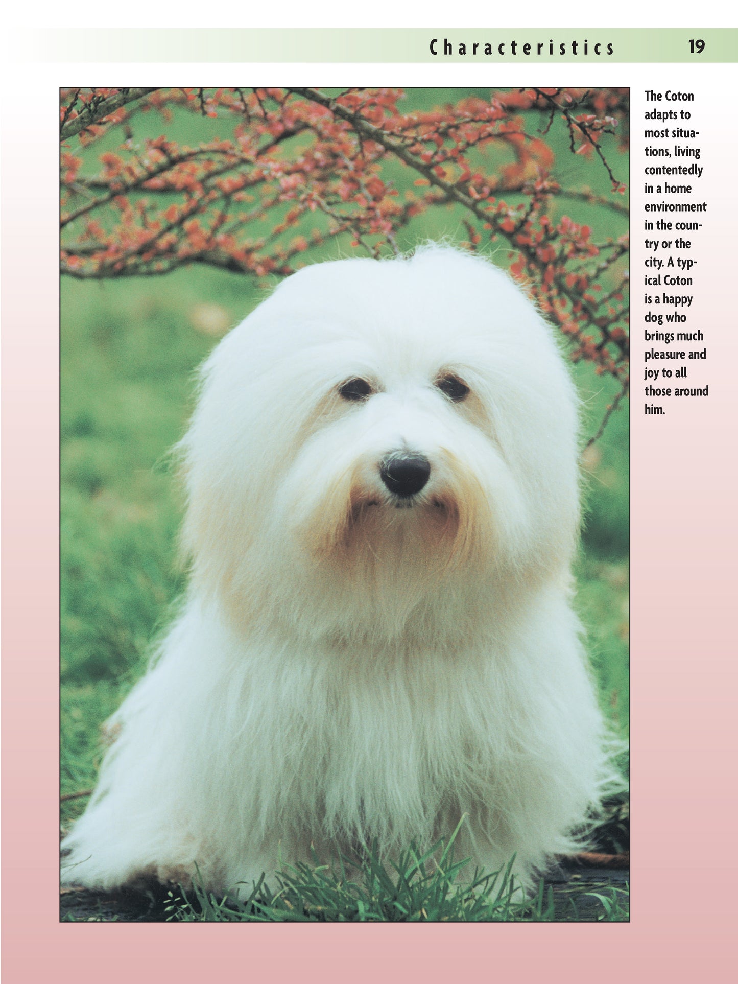 Coton De Tulear