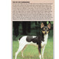 Rat Terrier (PB)