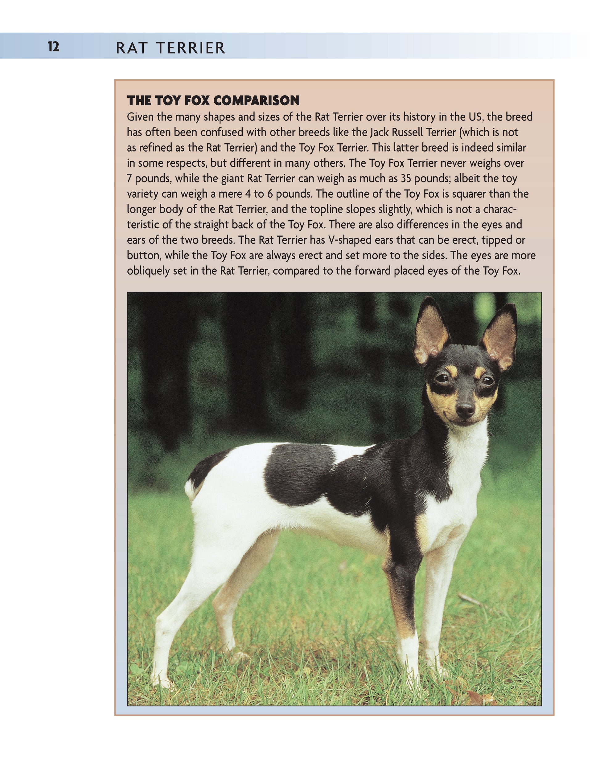 Rat Terrier (PB) - Fox Chapel Publishing Co.