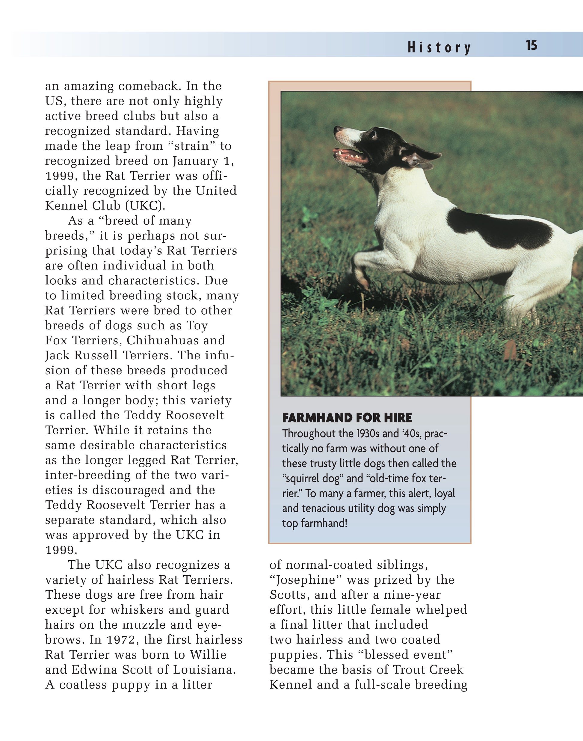 Rat Terrier (PB) - Fox Chapel Publishing Co.
